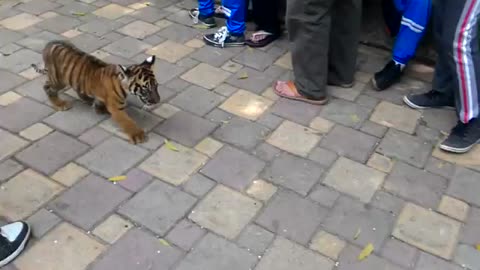 Tiger cub out of cage