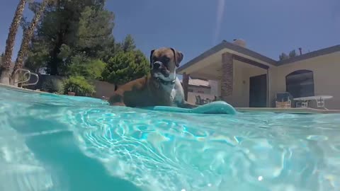Boxer Puppy does some Extreme Swimming
