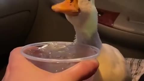 Cute white duck asked for water ...in a very funny way