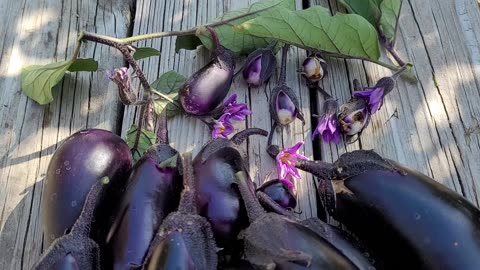 Fall Harvest of Some Real Black Eggplant