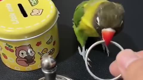 Parrot funny video 🙀veribeautifull