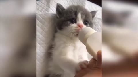 funny and cute baby cats video