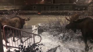 Moose Have an Early Morning Hangout in Front Yard