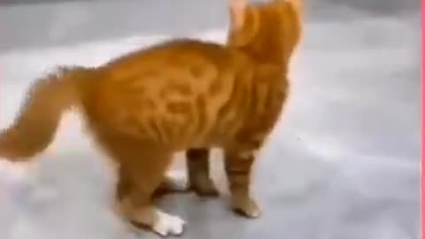 Cat funny video