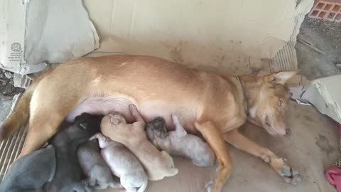 super cute dog with the puppies