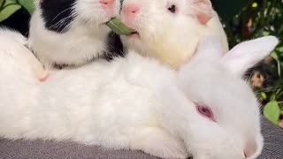 So cute pets, they are showing affection