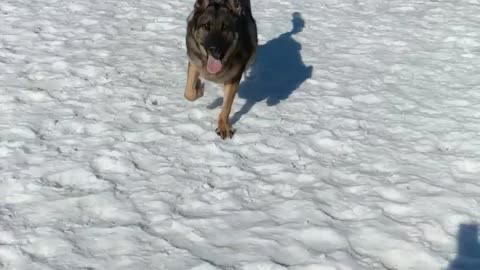 German Shepherd Dog Running in Slow Motion