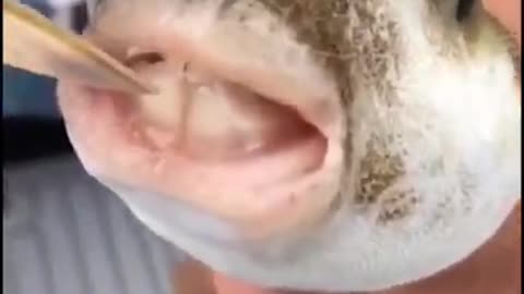 Scary Fish 💀 with Human Teeth that will Crack your Finger - VERY UGLY