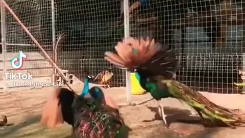 Funny peacock