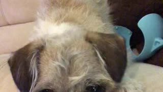 Two dogs growl when they look at phone screen