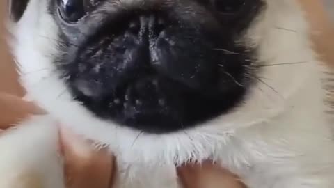 funny pugs try not to laugh funny dogs comedy funny dogs