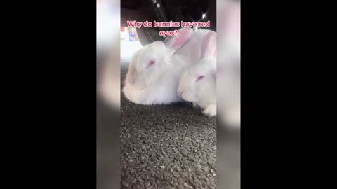 Funny and Cute Bunny Rabbit Videos lol
