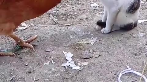 Animal Funny Videos - Don't do that!!!!