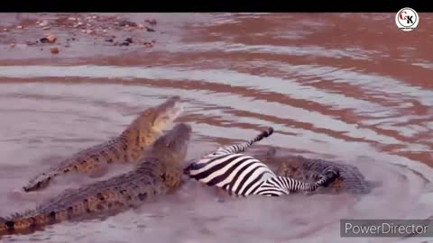 Crocodile and zebra attack video