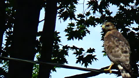 Broad Winged Hawk