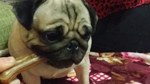 Pug yoki