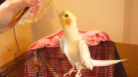 Bird sings Mickey Mouse