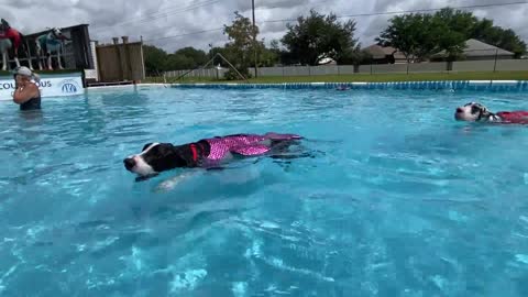 Dog celebrate his birthday in pool😂