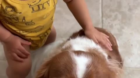 Cavalier King Charles is over the moon about new Ragdoll Kitten