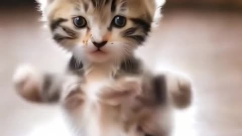 Cat funny motorcycle dance 🤣🤣