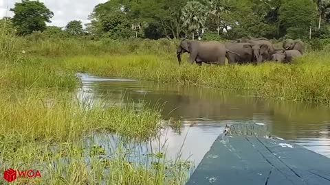 Elephant Save Baby Elephant From Crocodile Hunting, fail hunting.