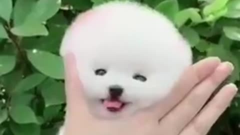 Cute lovely baby dog