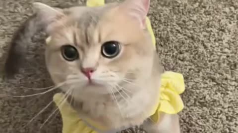 Cutest & Funniest Cat Videos Ever #catsoftiktok #catlovers #catvideo #viral #tiktok #trend #shorts