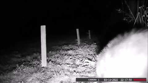 Backyard Trail Cams - Possum at the fence