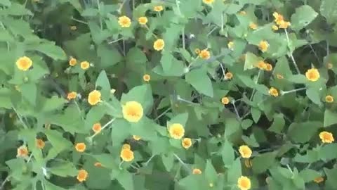 Constellation of yellow cosmos flowers, a beautiful small garden [Nature & Animals]