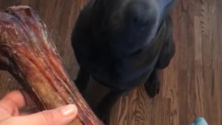 Black dog grabs huge bone in kitchen