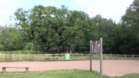 Major Oak Sherwood Forest