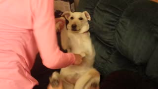 Our dog Abby does a dancing Jig