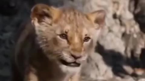 Very Cute lion 🦁 and mother Amazing video #shorts