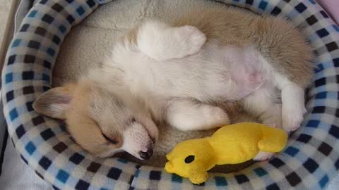 Sleeping Baby Corgi Puppy