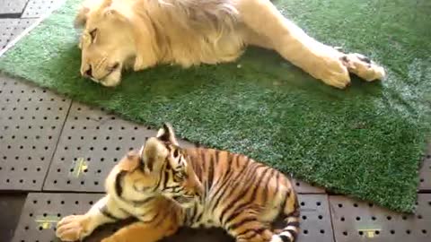 Tiger and lion friends - video of how they share a tiger cub and a lion at home