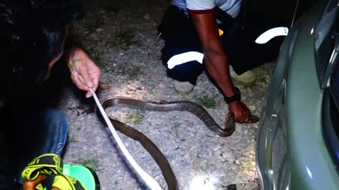 Massive Snake Caught and Relocated