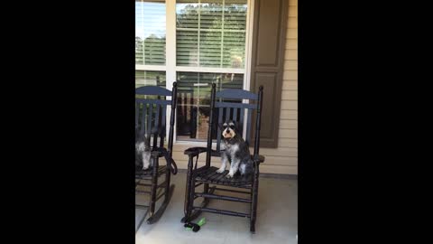 Adorable Old Dogs Relax On Front Porch Rocking Chairs