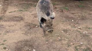 Henry The Pig
