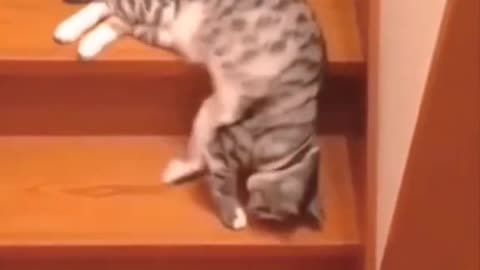 Funny cat video 😂