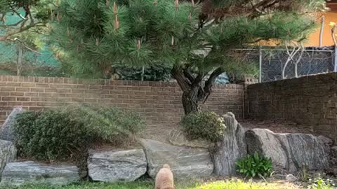 Puppy playing with a ball in the garden