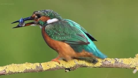 Amazing kingfisher