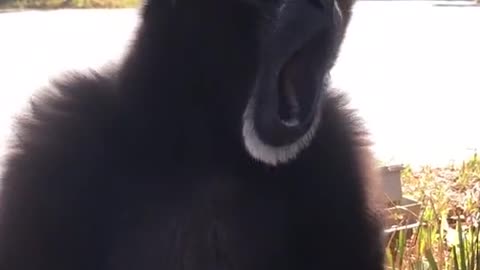 Overbearing monkey