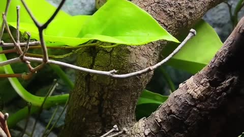 Collett's Snake (Pseudechis colletti)