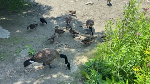 Ducks and Geese 4