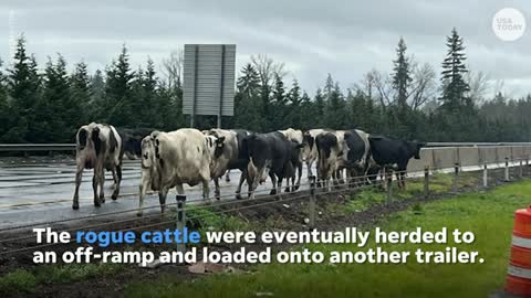 Oregon interstate closes as cows disrupt traffic | USA TODAY