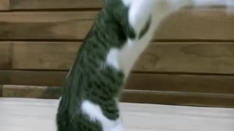 Fanny Cat Video And Cute Cat Video