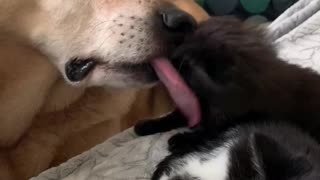 Pup Keeps the Kittens Clean