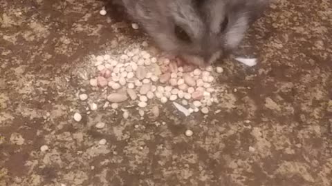 Cute hamster eats food like a vacuum