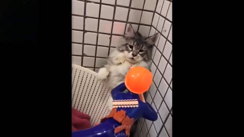 Cat Funny Video | Cat Scared from Toy.
