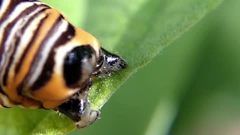caterpillar parading